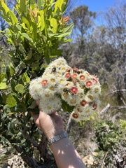 Eupoecila australasiae