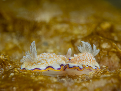 Goniobranchus obsoletus