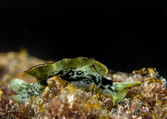 Elysia ornata