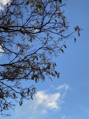 Leucaena