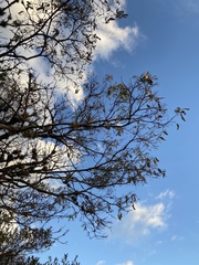 Leucaena