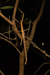 Acrophylla enceladus