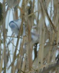 Cyanistes caeruleus × cyanus