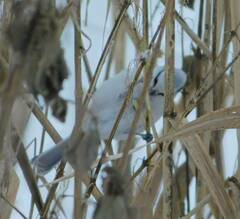 Cyanistes caeruleus × cyanus