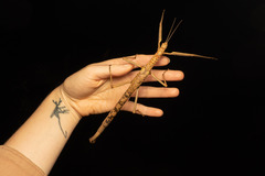 Acrophylla enceladus