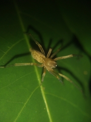 Cheiracanthiidae