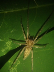 Cheiracanthiidae