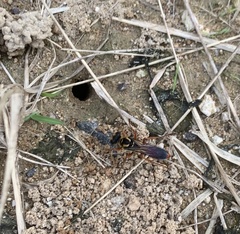 Sphex jamaicensis