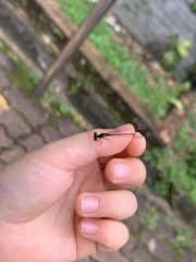 Prodasineura verticalis