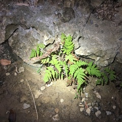 Tectaria devexa