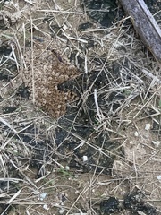 Sphex jamaicensis