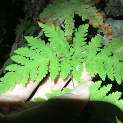 Tectaria devexa
