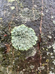 Punctelia jeckeri