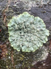 Punctelia jeckeri