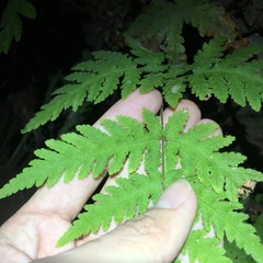 Tectaria devexa