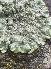 Punctelia jeckeri