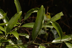 Endiandra virens