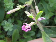 Silene colorata