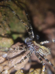 Africactenus