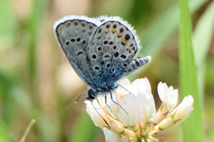 Plebejus argus