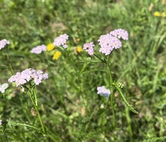 Achillea aspleniifolia
