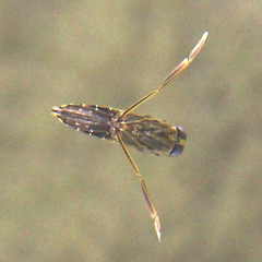 Anisops