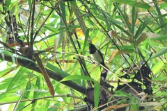 Lonchura leucogastroides