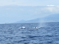 Balaenoptera borealis