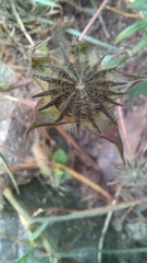 Anoda cristata