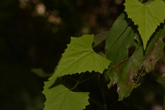 Zehneria cunninghamii