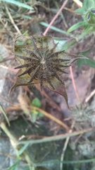Anoda cristata