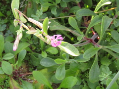Silene colorata