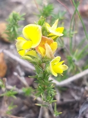 Aspalathus campestris