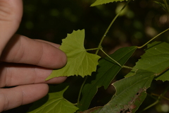 Zehneria cunninghamii