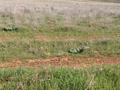 Rheum tataricum
