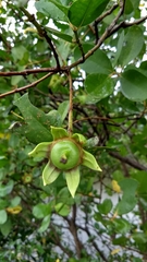 Sonneratia caseolaris