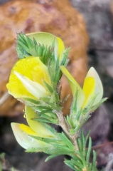 Aspalathus campestris