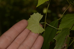 Zehneria cunninghamii