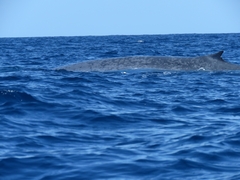 Balaenoptera musculus