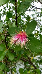 Sonneratia caseolaris