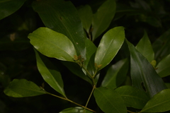 Cryptocarya meisneriana