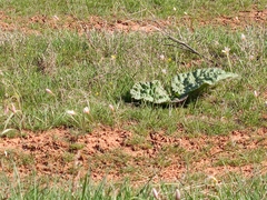 Rheum tataricum