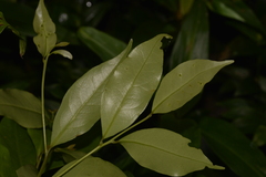 Cryptocarya meisneriana