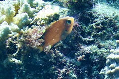 Pycnochromis atripes