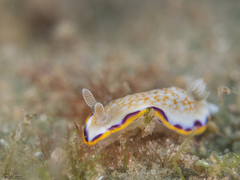 Goniobranchus obsoletus