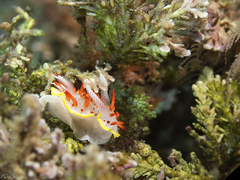 Diaphorodoris papillata