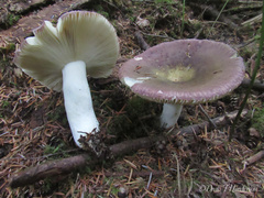 Russula occidentalis