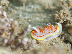 Diaphorodoris papillata