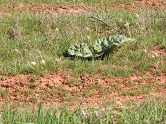 Rheum tataricum