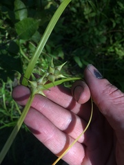Carex intumescens